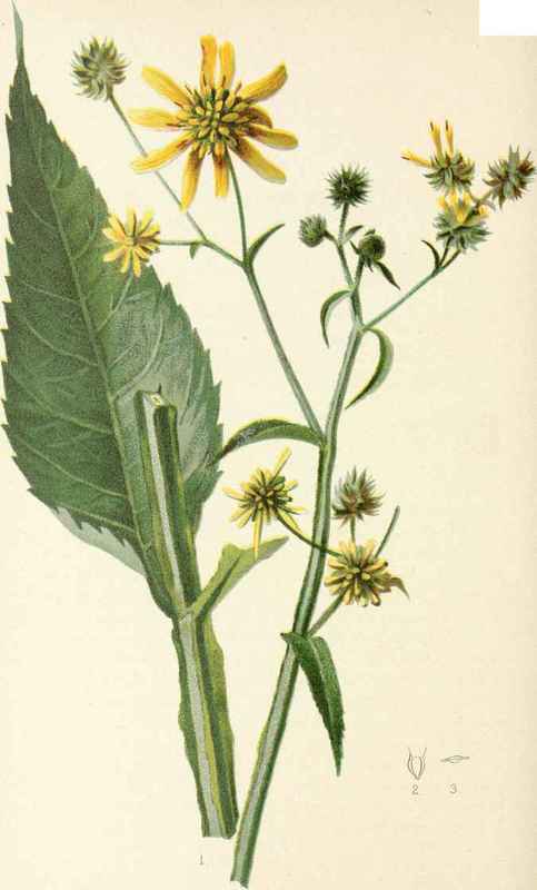 Actinomeris Squarrosa