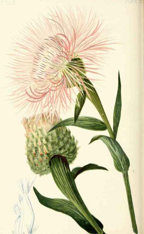 American Centaurea Centaurea Americana Nuttall Nat 20017