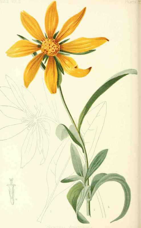 Arizonian Wyethia Wyethia Arizonica Gray Natural O 20036