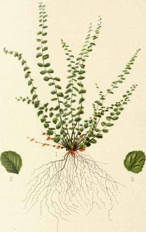 Asplenium Trichomanes