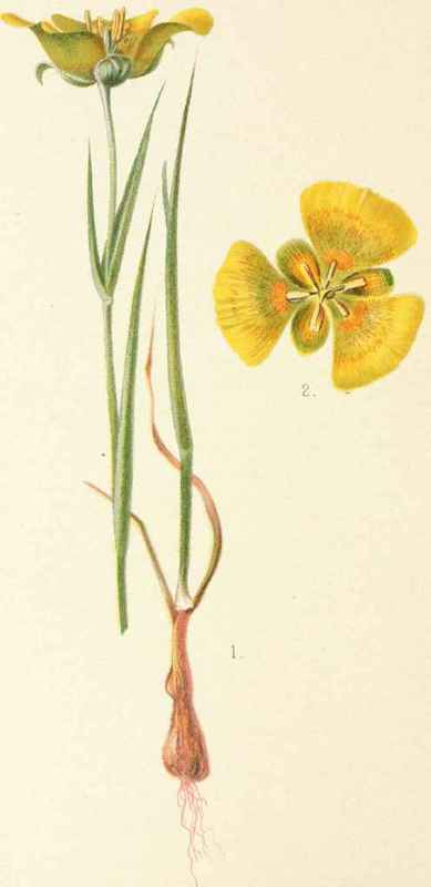 Calochortus Luteus
