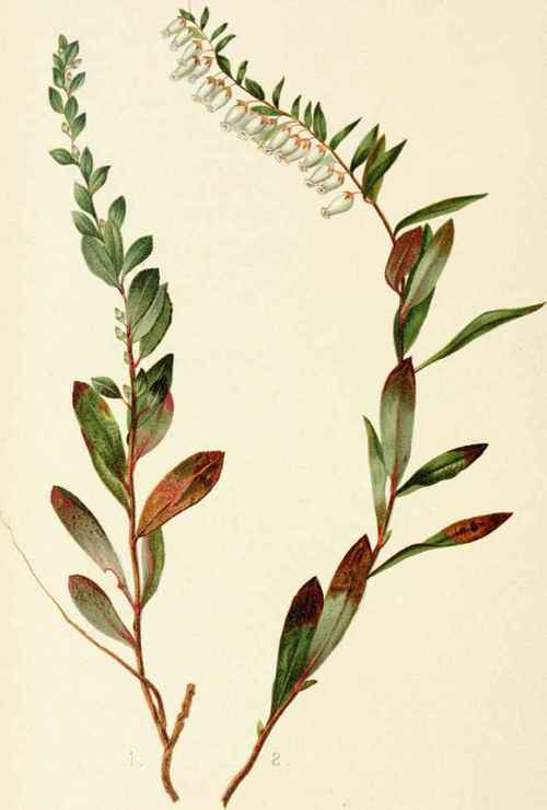 Cassandra Calyculata