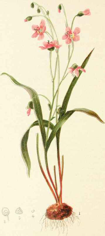 Claytonia Virginica