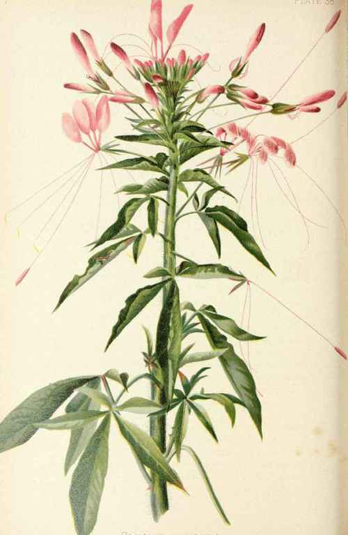Cleome Pungens