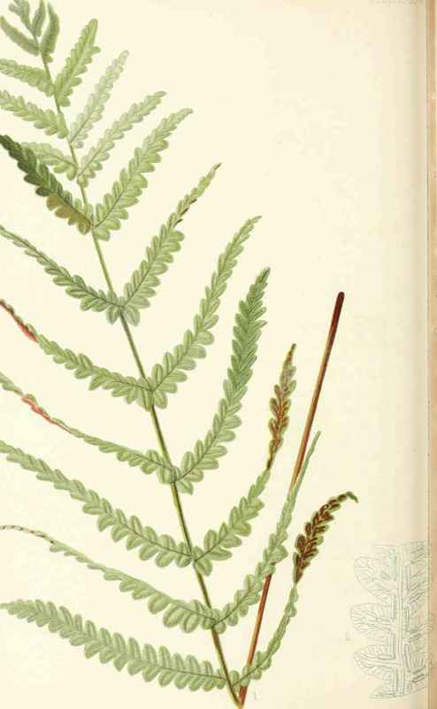Common Chain Fern Woodwardia Virginica Willdenow N 20024