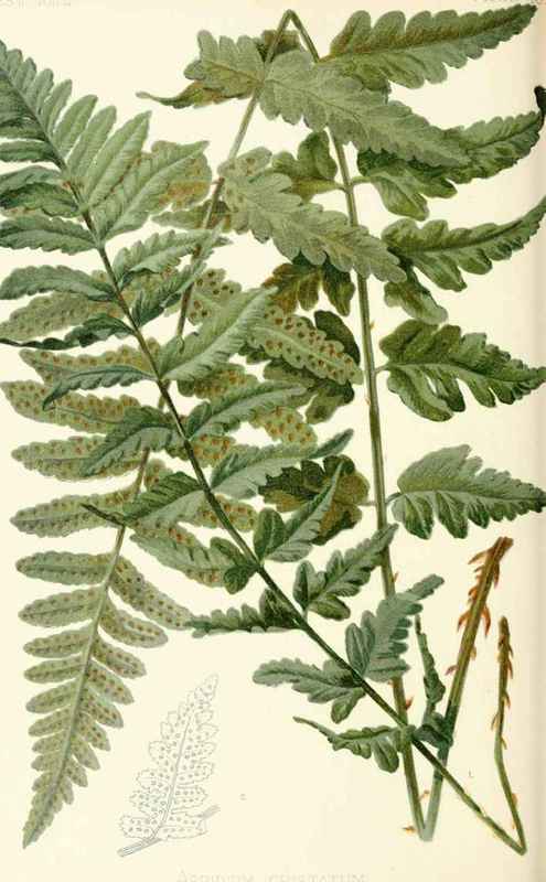 Crested Shield Fern Aspidium cristatum Swartz Natu 20039