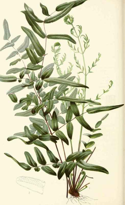 Dark Purple Rock Brake Pellaea Atropurpurea Link N 20012