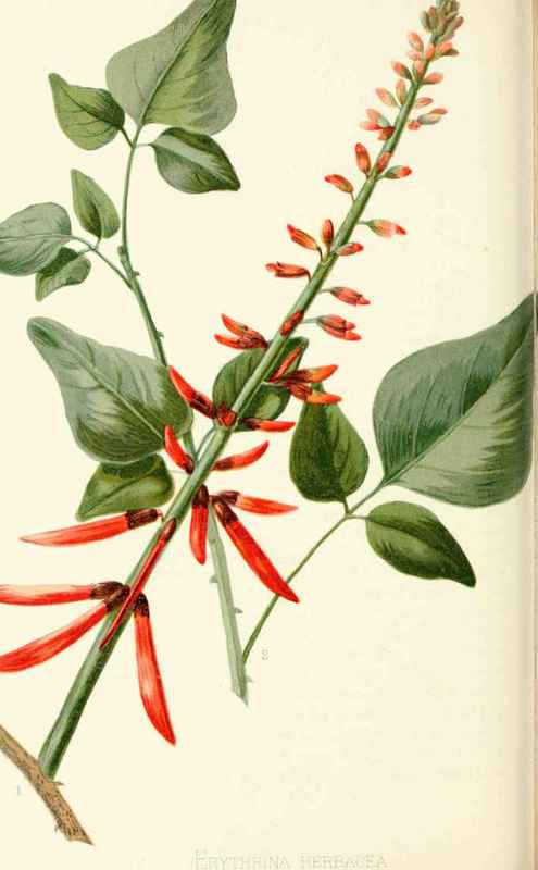 Dwarf Coral Plant Erythrina herbacea L Natural Ord 20011