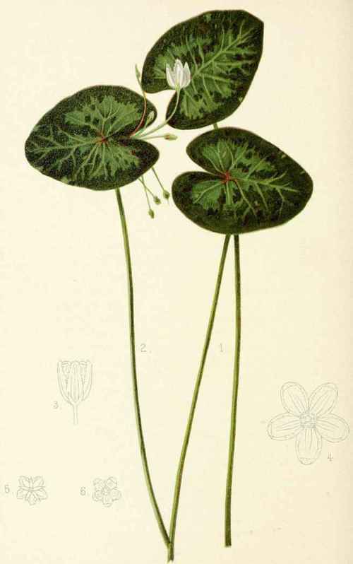 Limnanthemum Lacunosum