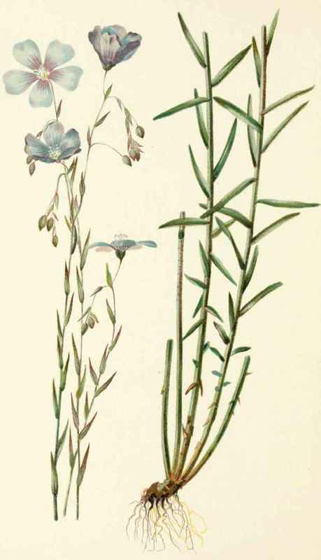 Linum Perenne