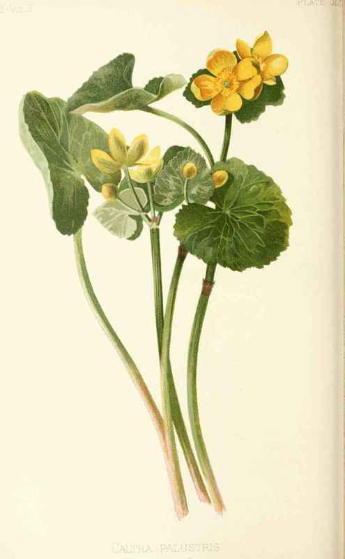 Marsh Marigold Caltha palustris Linnaeus Natural O 20023