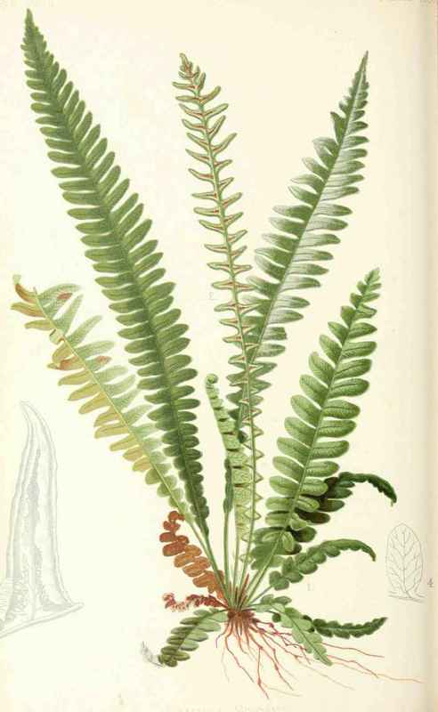 Northern Hard Fern Lomaria Spicant Desveaux Natura 20020