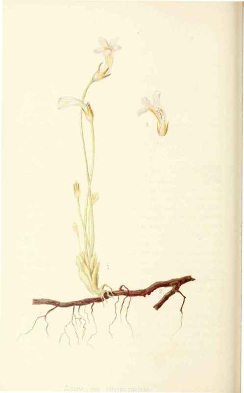 One Flowered Broom Rape Aphyllon Uniflorum Gray Na 20022