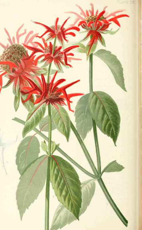 Oswego Tea Monarda Didyma Linnaeus Natural Order L 20026