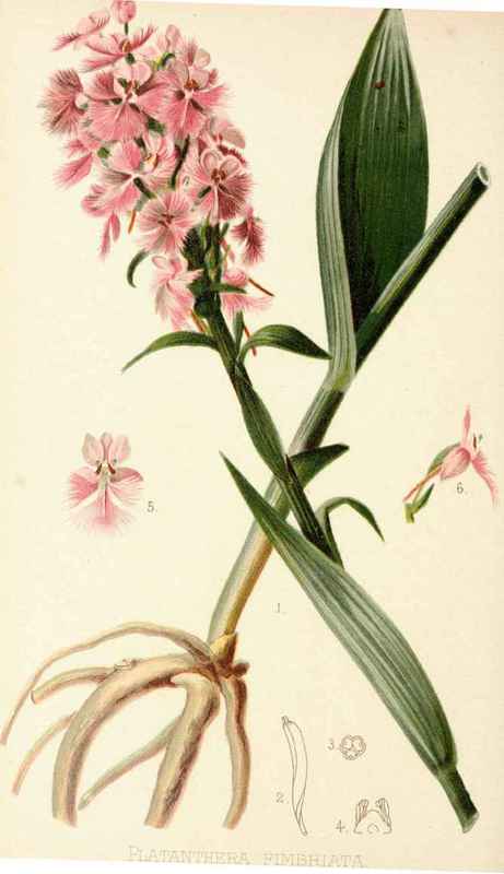 Platanthera Fimbriata