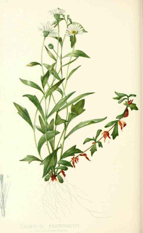 Pointed Erigeron Erigeron Mucronatum De Candolle N 20018