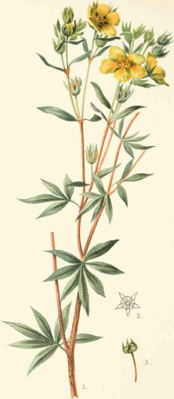 Potenthila fruticosa