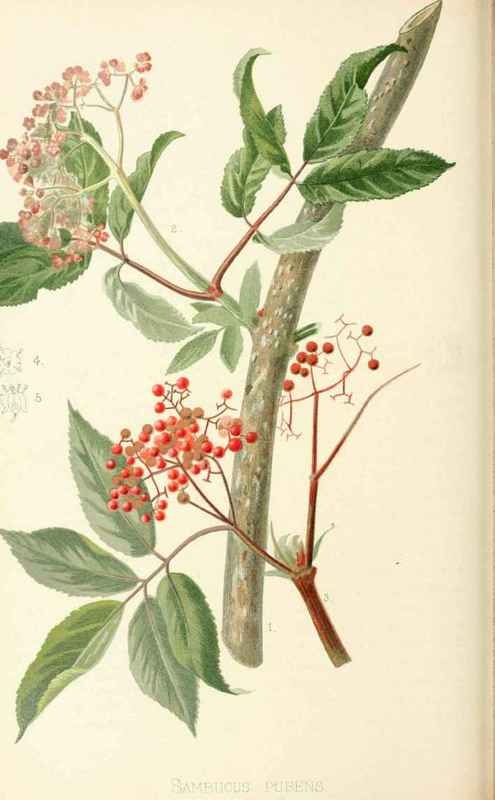 Red Berried Elder Sambucus Pubens Michaux Natural  20021