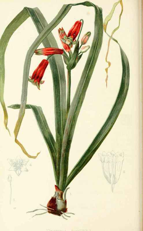 Scarlet California Hyacinth Natural Order Liliacea 2009