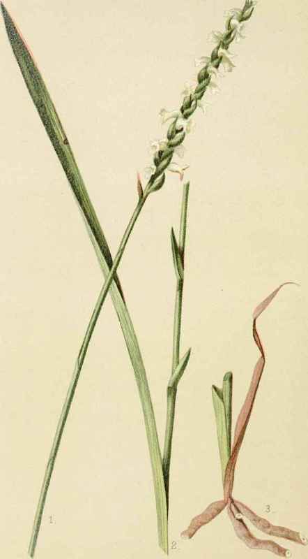 Spiranthes Cernua