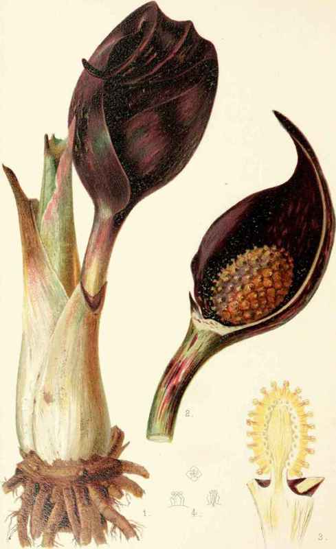 Symplocarpus Fcetidus