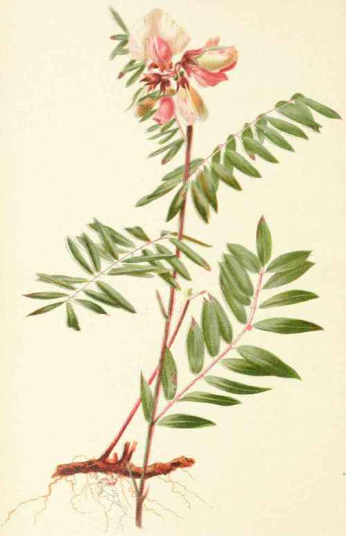 Tephrosia Virginiana