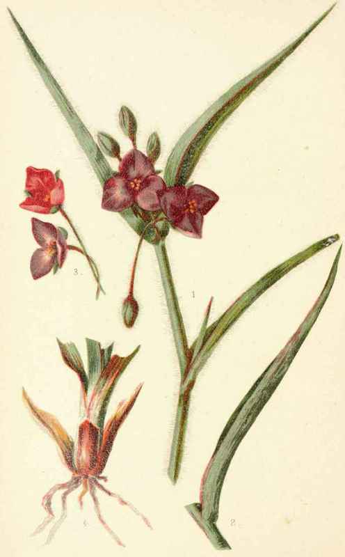 Tradescantia Virginica