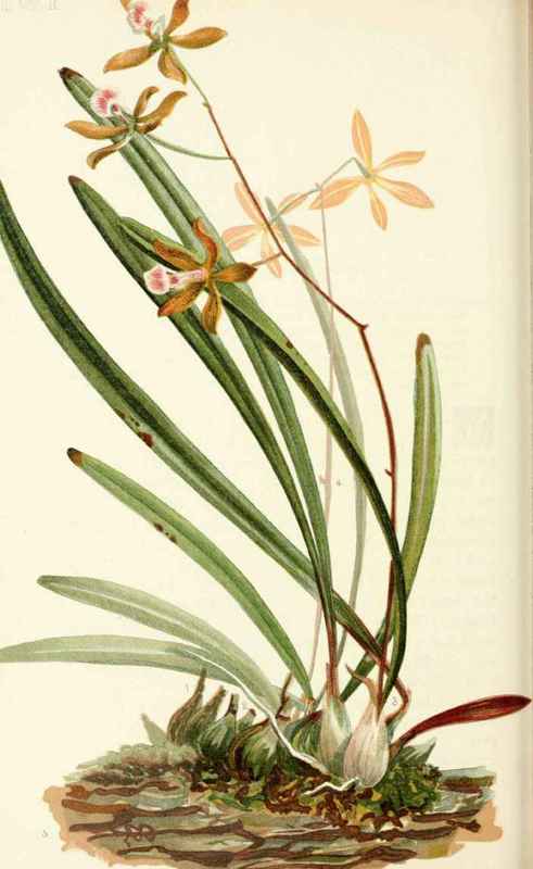 Veined Tree Orchis Epidendrum venosum Lindley Natu 20013