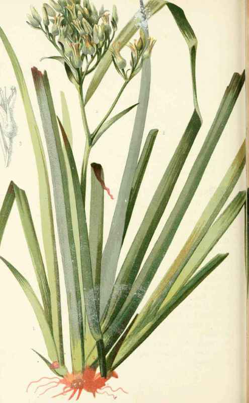 Wool Flower Lachnanthes Tinctoria Elliott Natural  20010