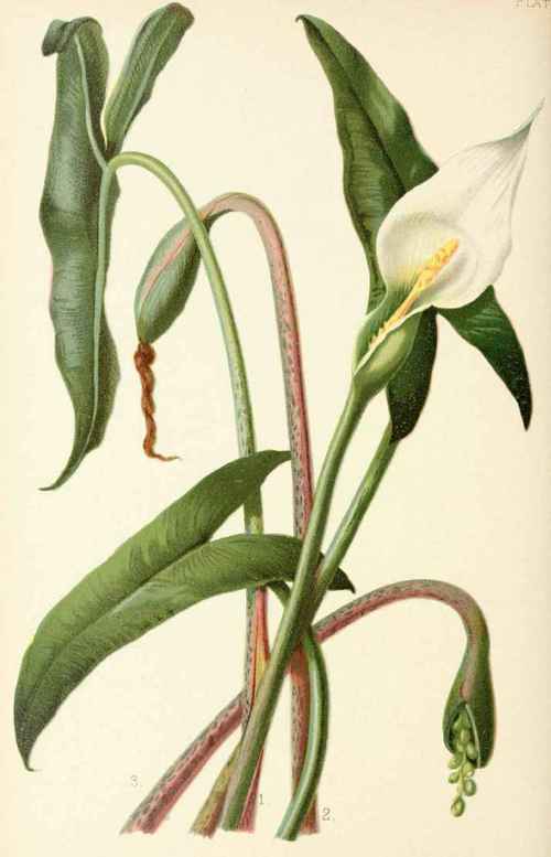 Xanthosoma Sagittifolia
