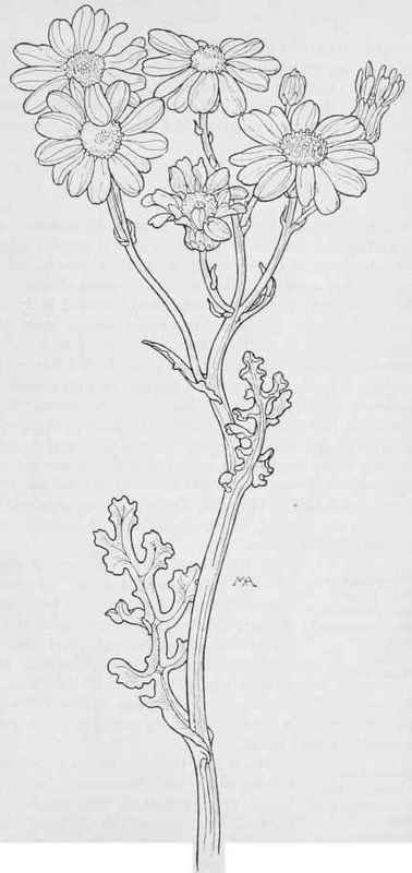 African Senecio   S. elegans