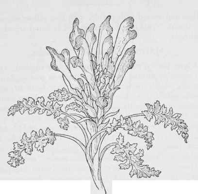 Alpine Betony Pedicularis centrathera.