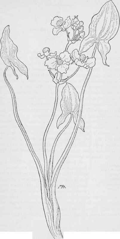 Arrowhead. Sagittaria latifolia.