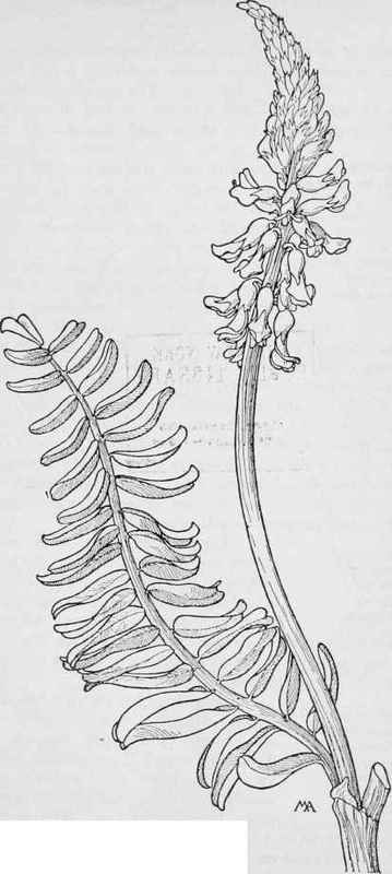 Astragalus Menziesii