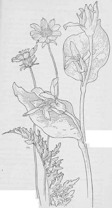 Balsam root  Balsamorrhiza Hookeri. Woolly Wyethia W.mollis