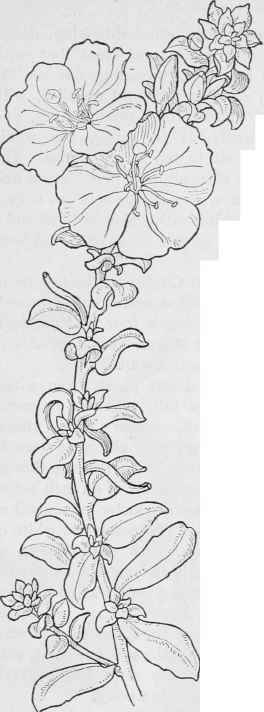 Beach Primrose Sphaerostigma viridescens.