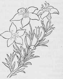 Blue Desert Gilia G. rigidula