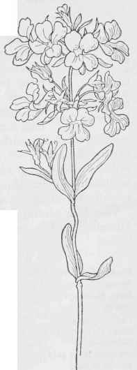Blue lips C.multifflora