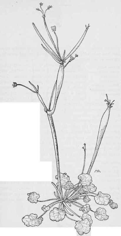 Bottle plant  Eriogonurn inflatum.