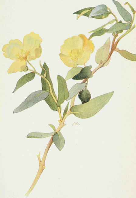 Bush Poppy .Dendromeccm rigida.