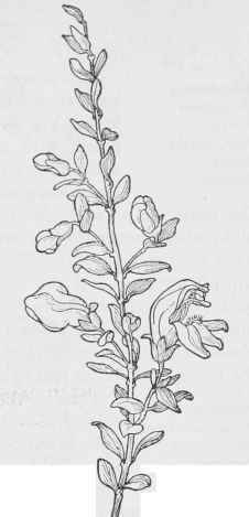 Bushy Beard tongue P.antirrhinoides.
