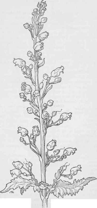 California Bee plant. Scrophularift Californica. var.floribunda