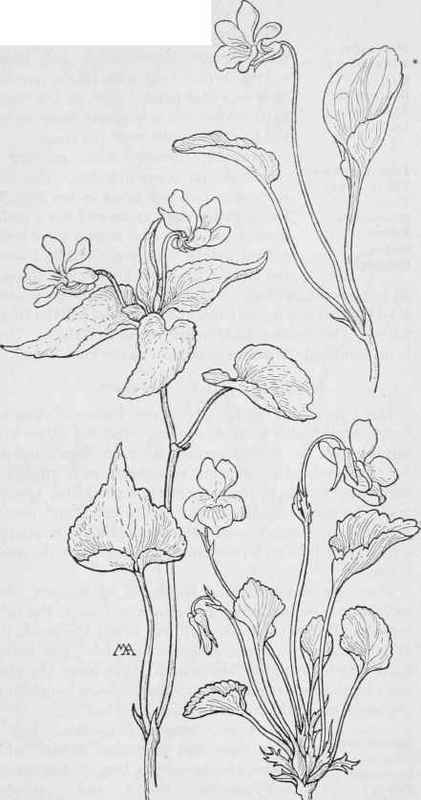 CanadaViolet Viola Canadensis. Pale Mountain Violet V.adunca. van glabra