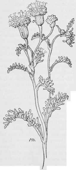 Chaenactis C.Douglasii.