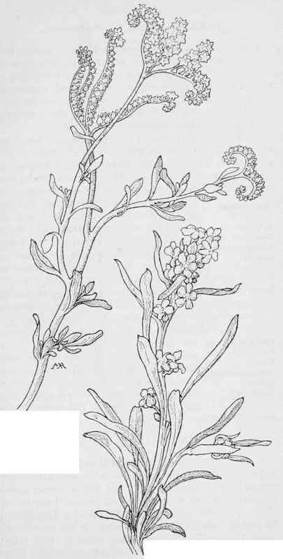 Chinese Pusley Heliotropium Curassavicum Oreocarya. muiticaulis