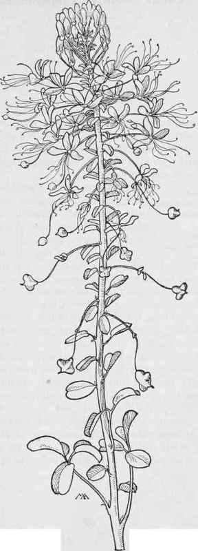 Cleomella   C. loncjipes