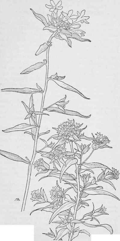 Collomia grandiflora C.linearis 