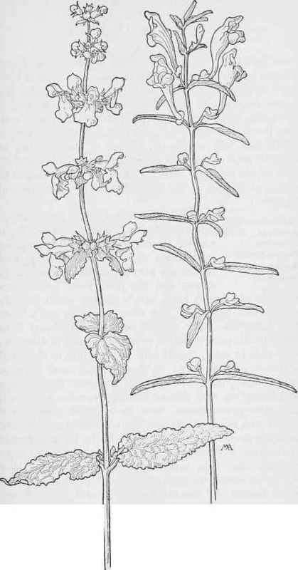 Common Hedge Nettle Stachys bullata. Skullcap  Scutellaria angustifolia