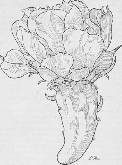Common Prickly Pear  Opuntia