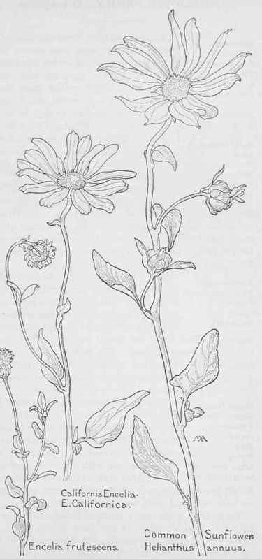 Common Sunflower Helianthus Dnnuus Yellow Summer W 466